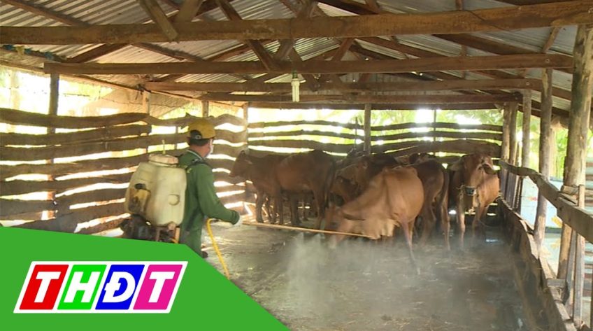 Chủ động phòng bệnh viêm da nỗi cục trên đàn trâu, bò tại Đồng Tháp