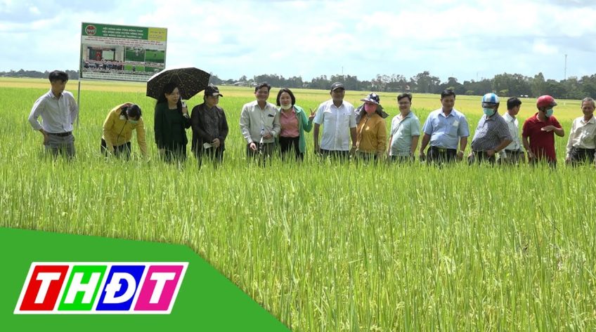 Huyện Hồng Ngự: Ký kết tiêu thụ lúa dự án canh tác thân thiện với môi trường