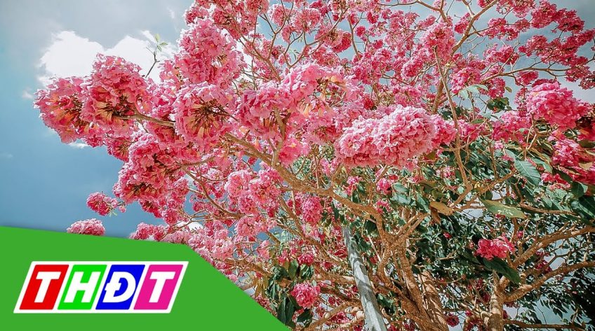 Rực rỡ mùa hoa kèn hồng ở Thành phố Cao Lãnh
