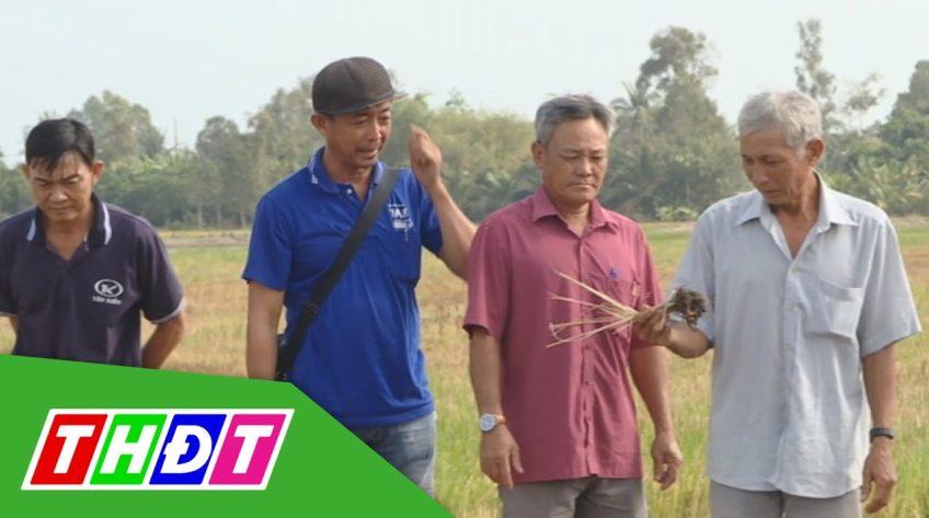 Đồng Tháp: Nông dân bón phân vùi ăn Tết lớn