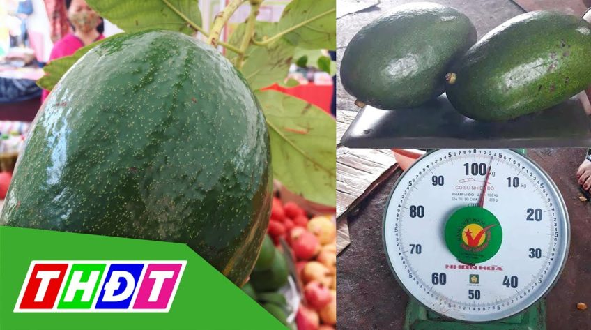 Trái bơ khổng lồ nặng 2kg
