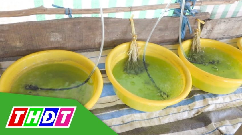 Khan hiếm nguồn lươn giống chất lượng