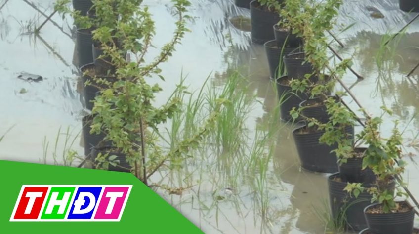 Mưa lớn xuyên đêm, nhiều diện tích vườn cây ăn trái bị ngập úng