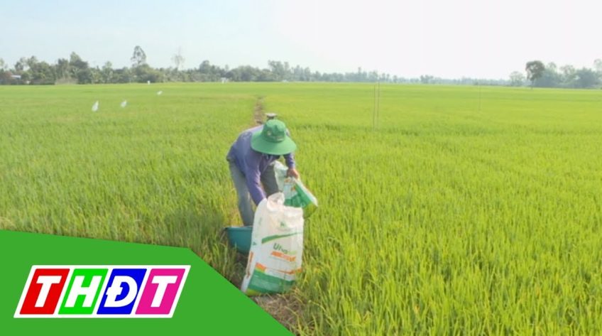 Câu chuyện về phân bón và lợi nhuận nông dân