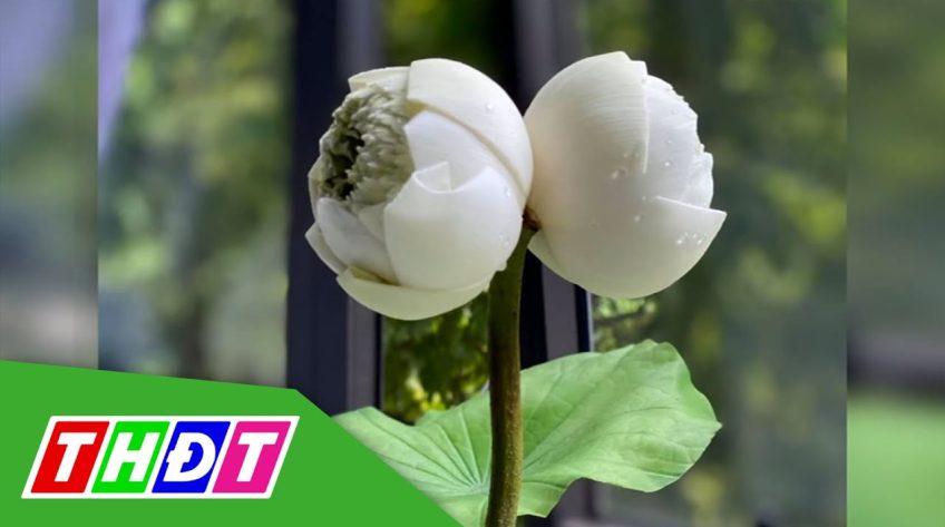 Sen “sinh đôi” siêu đắt đỏ