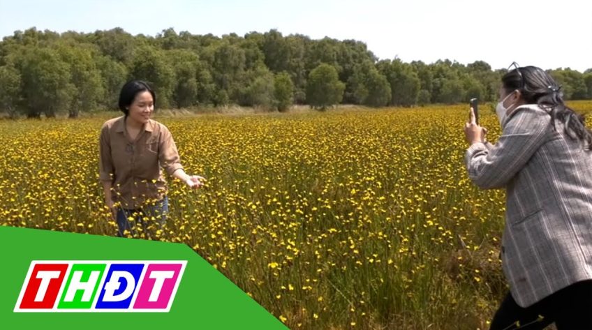 Đồng Tháp: Hoa Hoàng đầu ấn nở rộ tại vườn quốc gia Tràm Chim