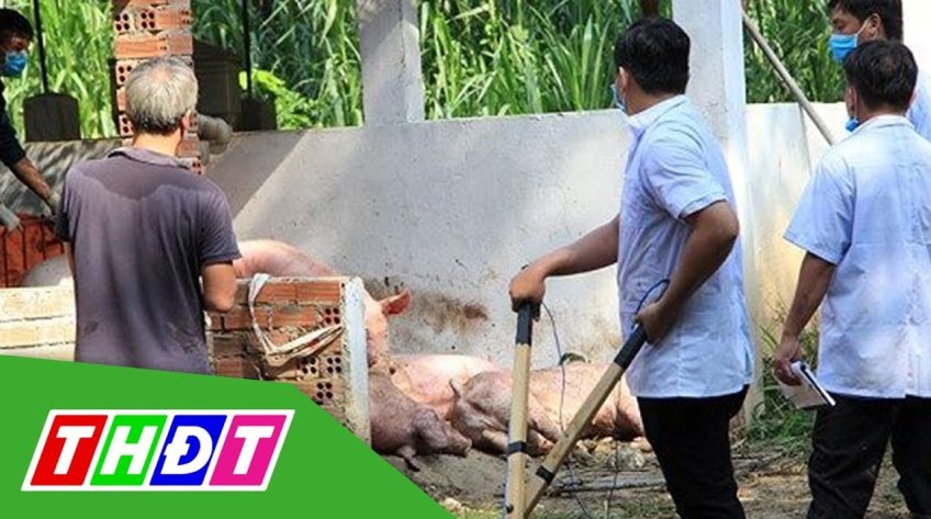Đồng Tháp, Kiên Giang phát hiện dịch tả heo Châu Phi