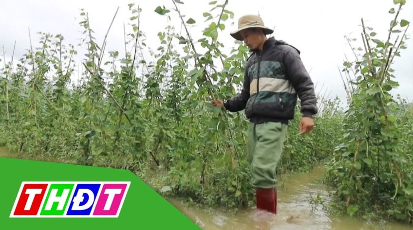 Thủy điện Đa Nhim xả lũ gây ngập hàng trăm hecta rau