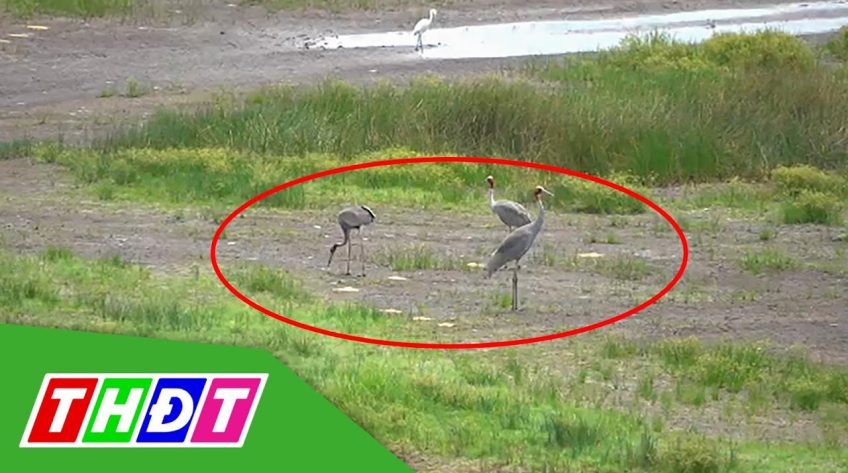 Sếu tiếp tục xuất hiện ở khu A4 VQG Tràm Chim (Tam Nông, Đồng Tháp)
