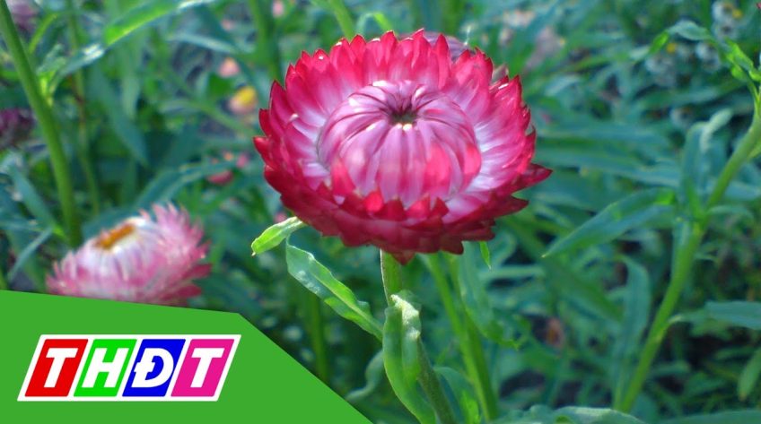 Hoa cúc bất tử hút khách dịp Tết