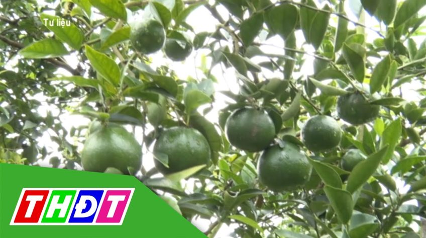 Quýt đường và bưởi tăng giá