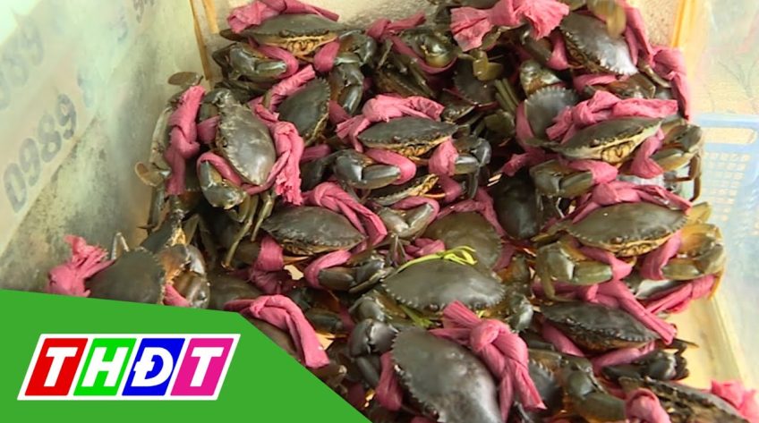 Nguồn cung giảm mạnh, cua biển tăng giá kỷ lục