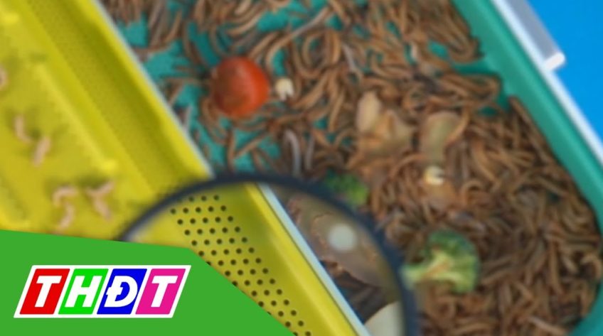 Xu hướng nuôi côn trùng tại nhà làm thực phẩm | THDT