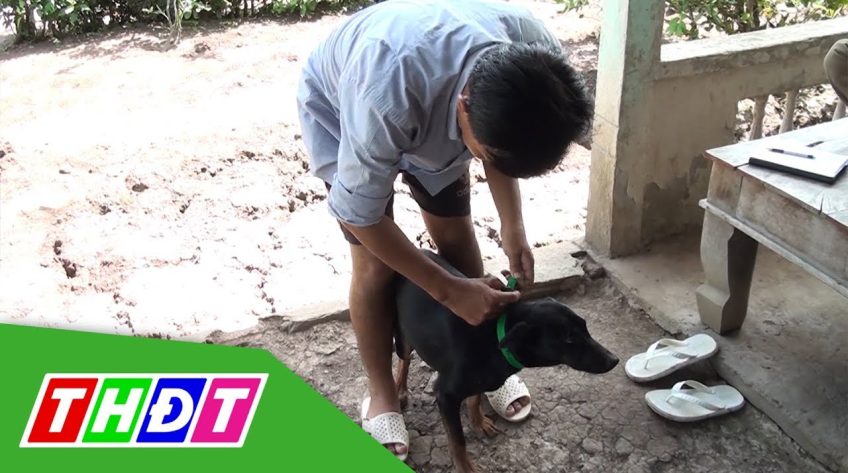 Cà Mau: Số ca tử vong do bệnh dại tăng cao