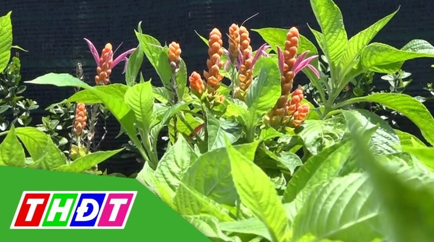 Hoa Đại cát tường - Giống hoa mới ở làng hoa Sa Đéc