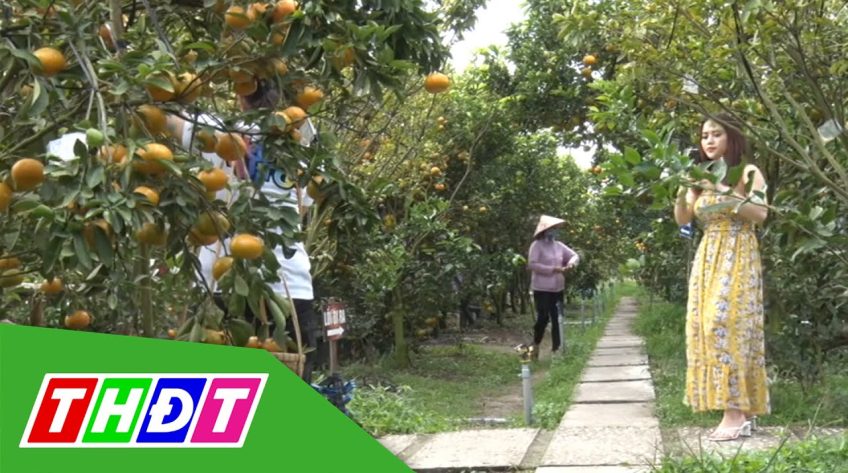 Các điểm tham quan vườn quýt hồng Lai Vung đông khách trở lại