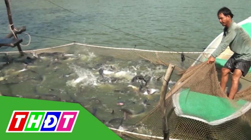 Thị trường cá tra sôi động trở lại