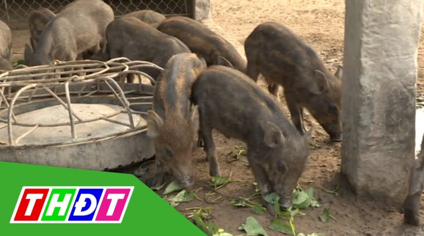 Cảnh báo ổ dịch tả heo châu Phi từ các trại nuôi heo rừng