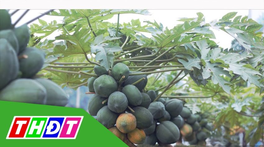 Cây đu đủ được bán với giá 25 triệu đồng