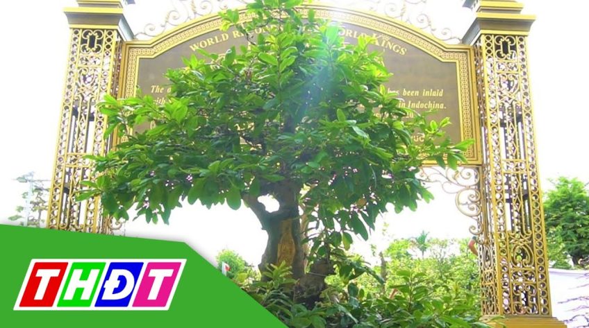 Chiêm ngưỡng bộ sưu tập 10 cây mai vàng đạt Kỷ lục thế giới ở Sa Đéc