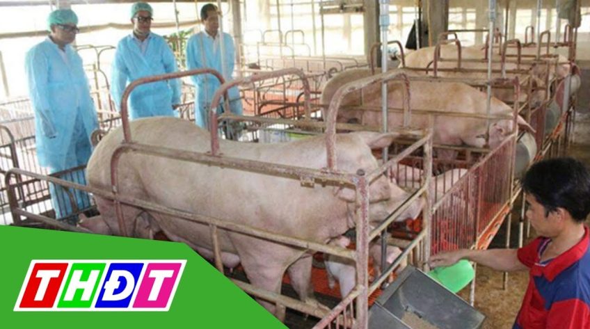 Dịch tả heo Châu Phi chính thức tấn công Cần Thơ