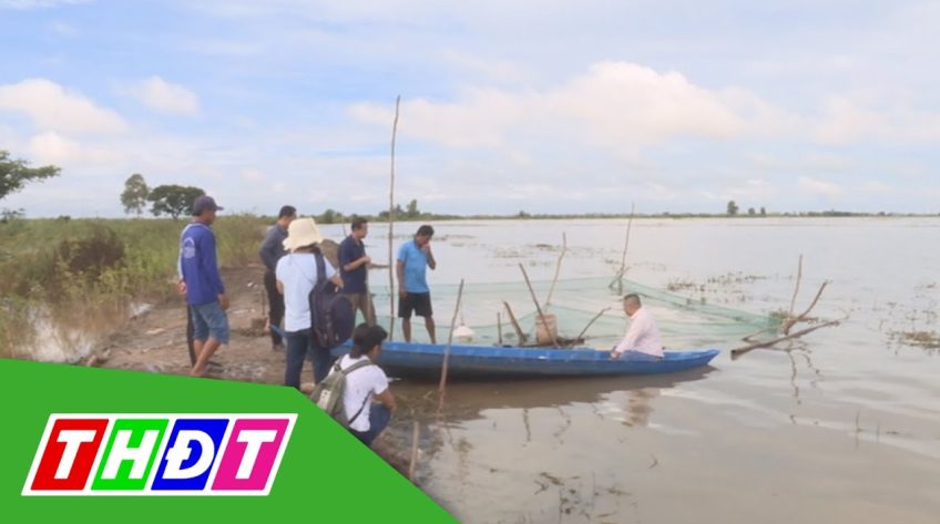 Đồng Tháp: Người dân làm sinh kế tìm cách thích ứng với nước lũ thấp