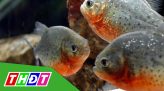 45 lao động Đồng Tháp chuẩn bị xuất cảnh sang Nhật