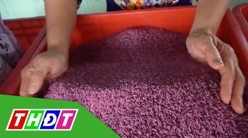 Độc đáo gạo tím khoai lang của người phụ nữ miền Tây