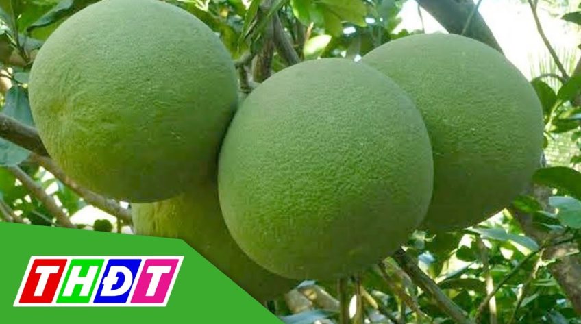New Zealand xem xét mở cửa cho chanh và bưởi Việt Nam