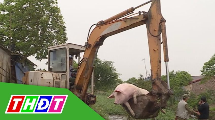 100% Heo bệnh được tiêu hủy kịp thời