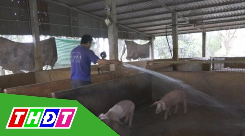 Huyện Tam Nông: Tăng cường phòng chống bệnh tả heo Châu Phi