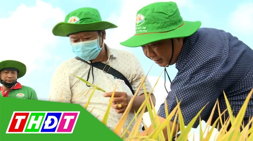 Đồng Tháp: Tổng kết mô hình sản xuất lúa hữu cơ