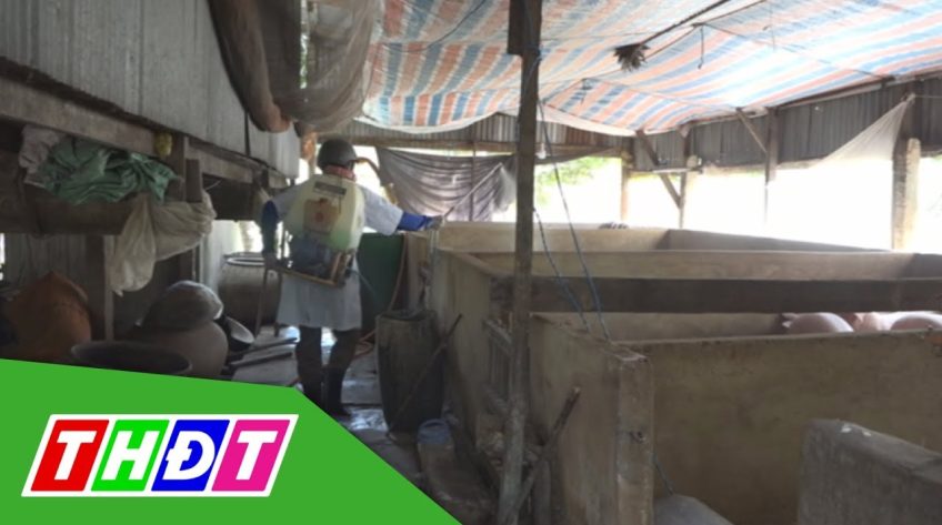 Huyện Hồng Ngự: Khẩn trương phòng bệnh tả heo Châu Phi