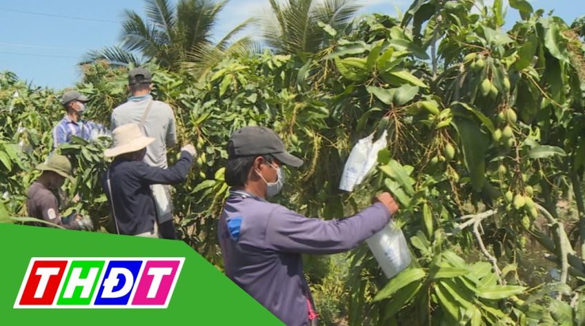 HTX trồng lúa quản lý vùng trồng xoài