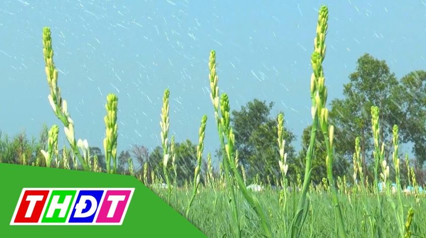 Tìm giải pháp điều trị bệnh gây hại 40% diện tích cây huệ trắng