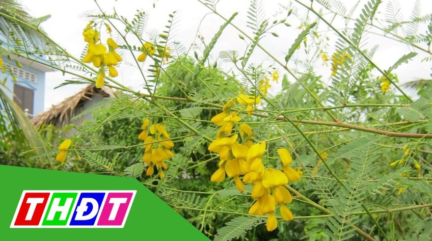 Thu nhập từ việc hái bông điên điển mùa nước nổi
