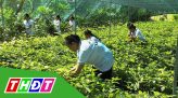 Đẩy nhanh tiến độ Tiểu dự án ICRSL tỉnh Đồng Tháp