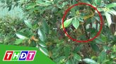 Cảnh báo nguy cơ dịch chồng dịch
