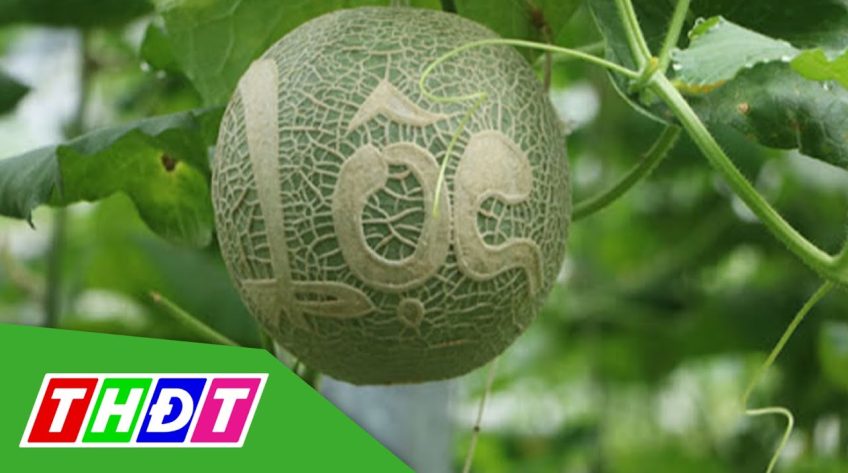 Dưa lưới sạch khắc chữ ở huyện Hồng Ngự, Đồng Tháp nhận nhiều đơn hàng ngay khi chưa ra trái