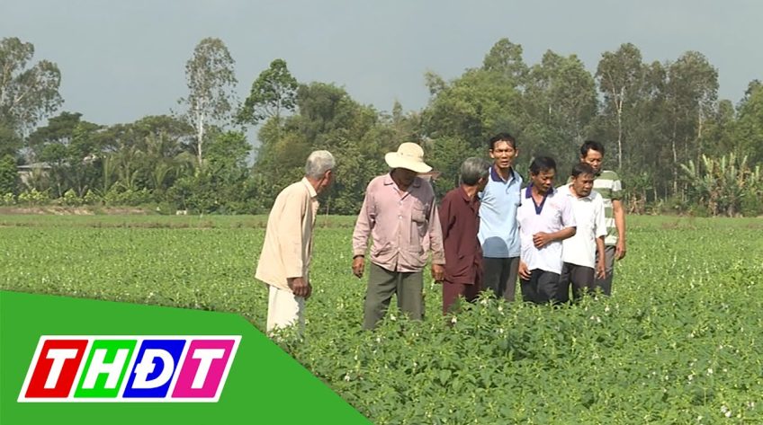 Người tiên phong chuyển đổi cây mè vụ hè