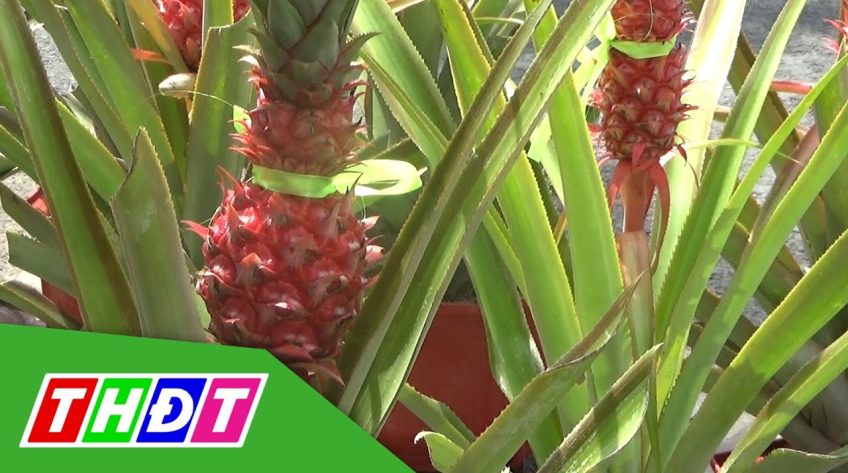 Độc, lạ khóm son hồ lô chưng tết của nông dân Sa Đéc