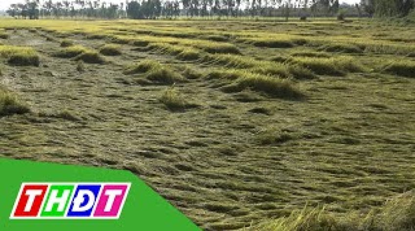 Nông dân Đồng Tháp vất vả thu hoạch lúa do mưa