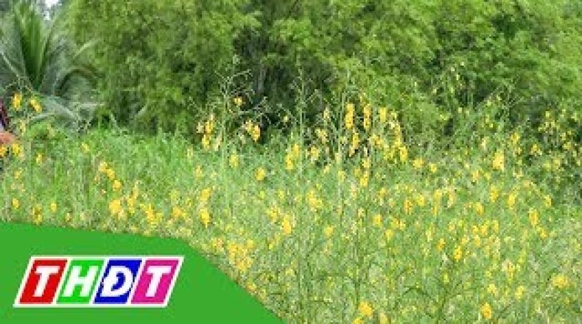 Ngắm điên điển vàng đồng mùa nước nổi