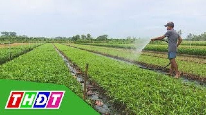 TP Cao Lãnh: Tổ hợp tác Mỹ Tân hướng đến sản xuất rau hữu cơ