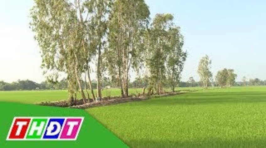 Nông dân không mặn mà với lúa phẩm cấp thấp