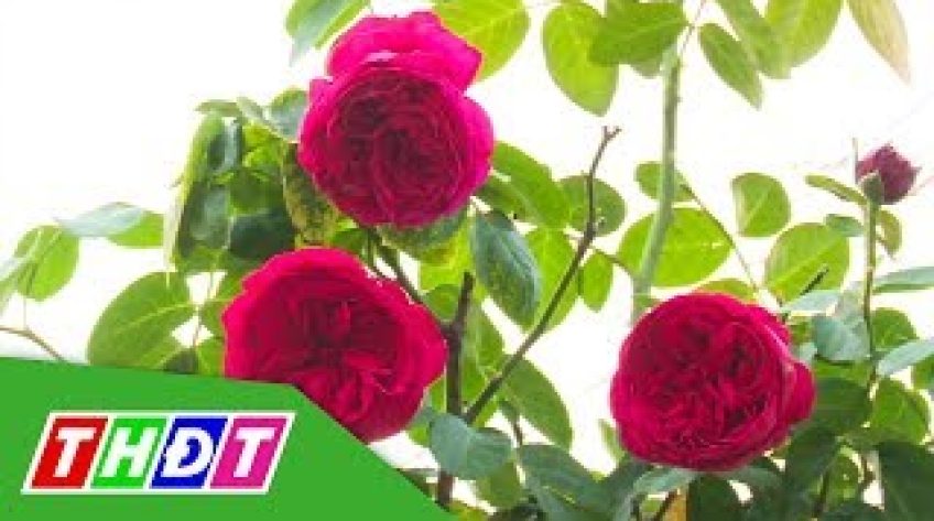 Trên 210 Tác phẩm tham dự Hội thi hoa kiểng năm 2020
