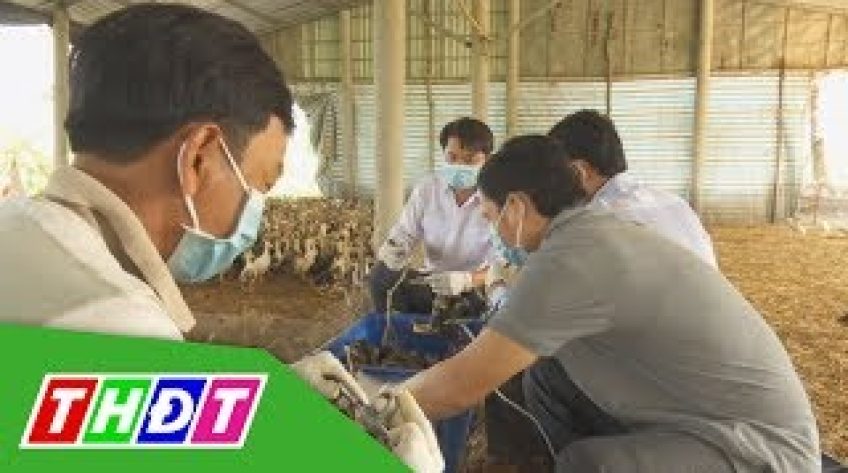 Chủ động phòng ngừa dịch cúm gia cầm