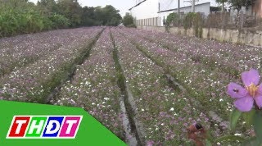 Lai Vung: Cánh đồng hoa dừa cạn đang nở rộ