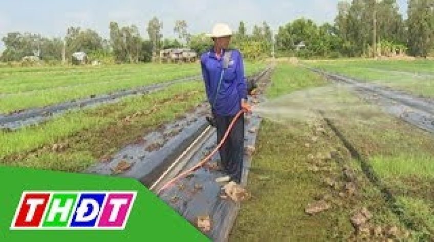 Nông dân Tam Nông tất bật chăm sóc vụ dưa Tết 2019