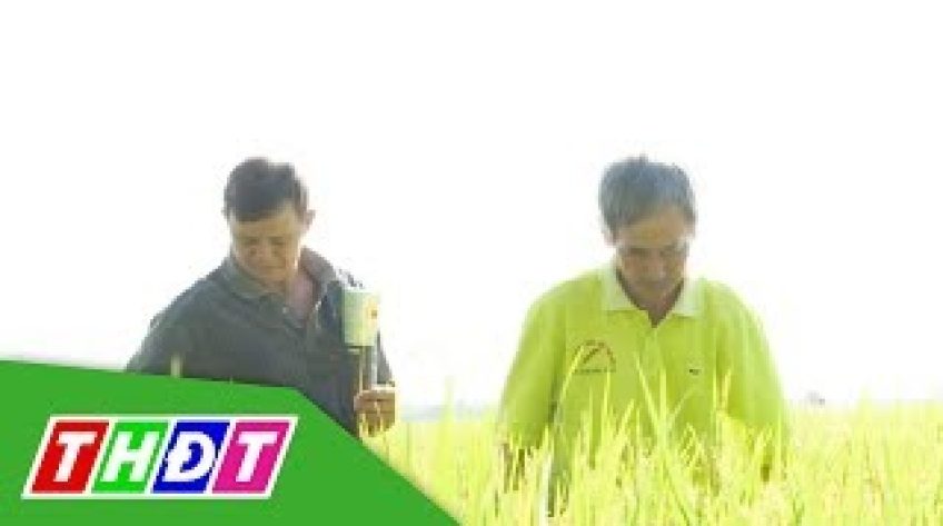 Mỹ Đông, Tháp Mười: Tiên phong canh tác lúa giảm phát thải khí nhà kính